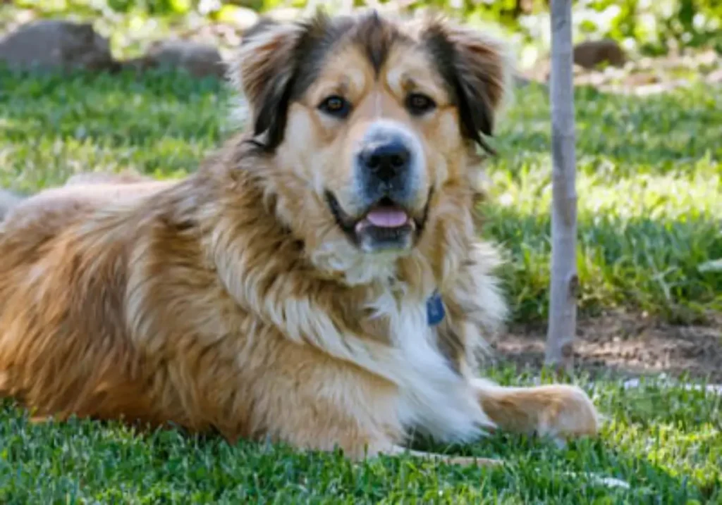 golden shepherd mix