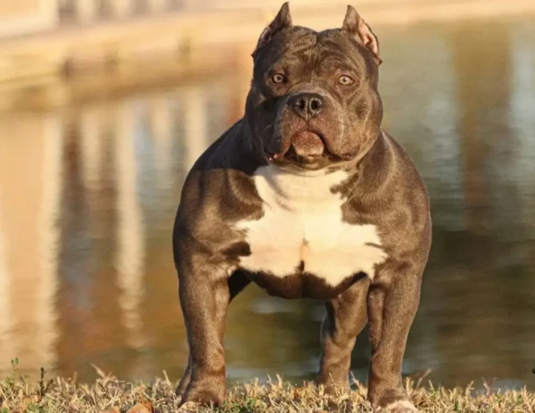 Gotti Pitbull Dog Basic Info With Beautiful Images
