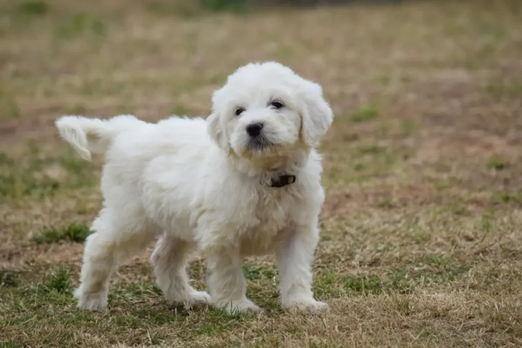 great pyrenees and poodle mix