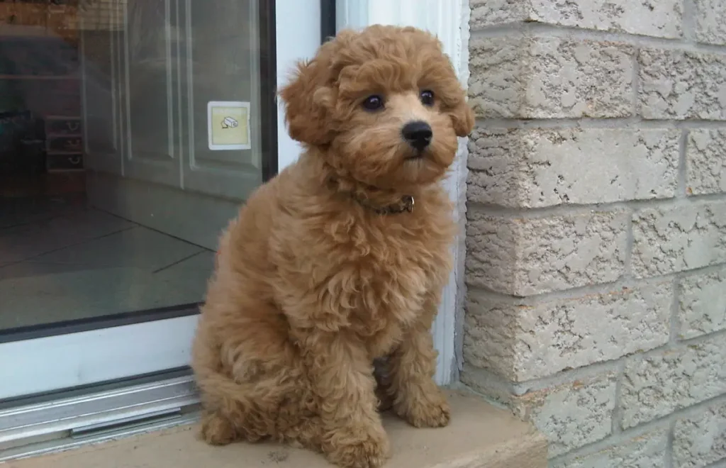 havanese poodle mix dogs