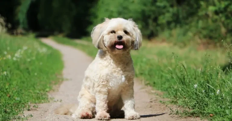 Havapoo Dog Breed Traits And Information