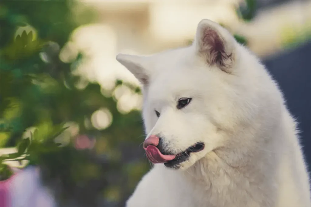 huskita puppy