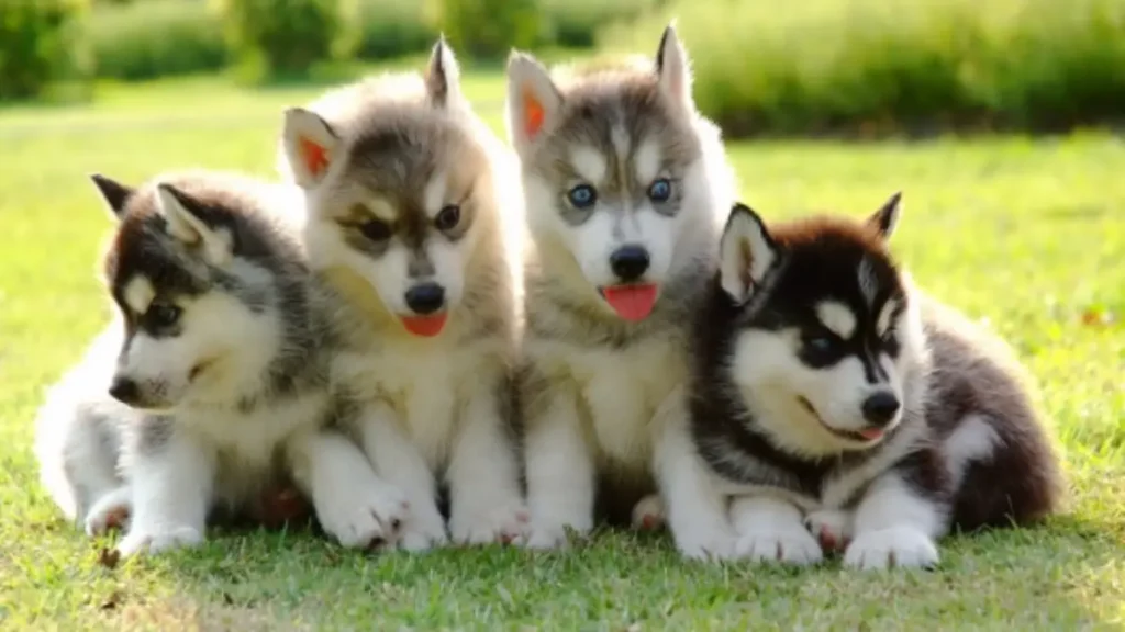 husky and poodle