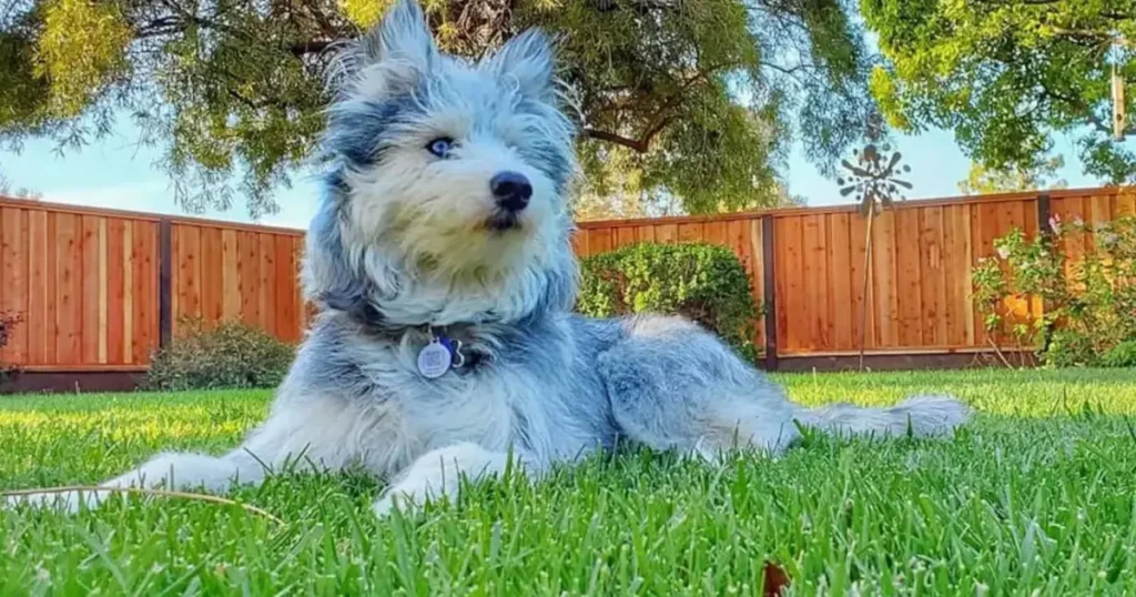 husky and poodle breed