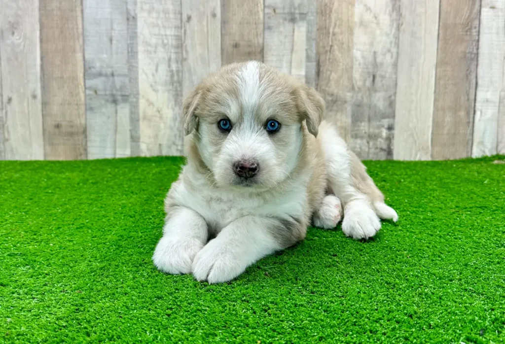 husky and poodle mix