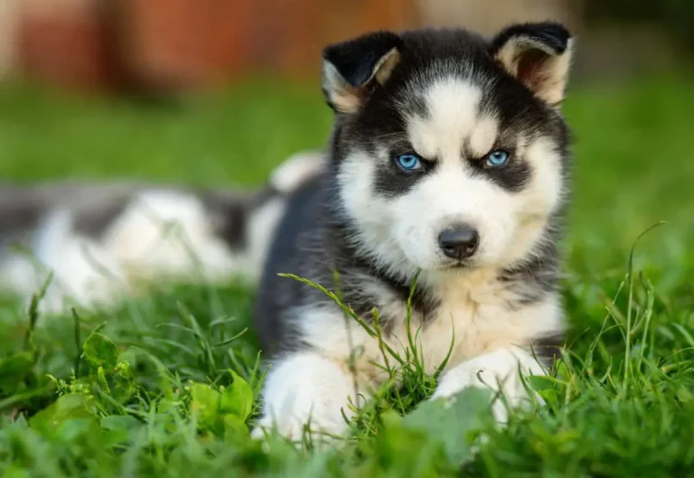 Husky Doodle Hybrid Breed Information, And Facts