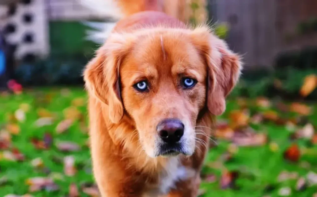 husky golden retriever mix