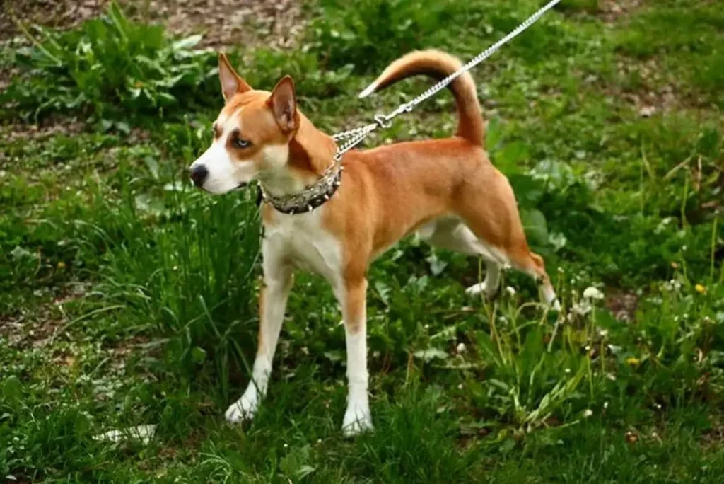 husky mixed with pitbull puppies