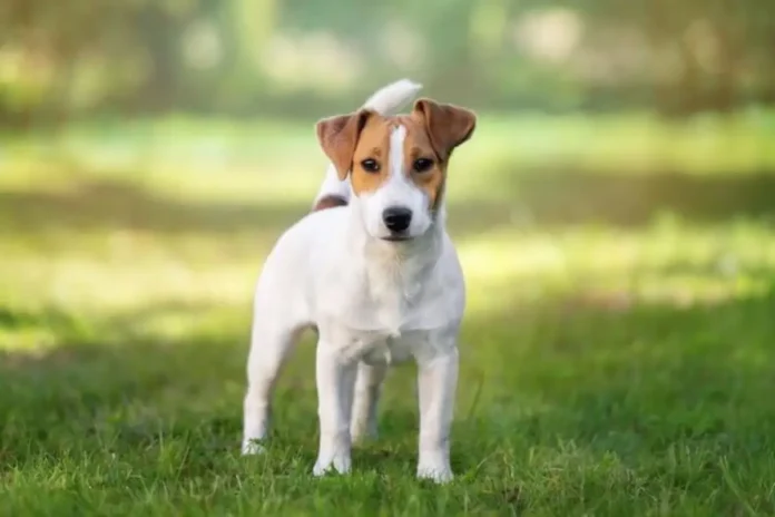 jack russell chihuahua mix