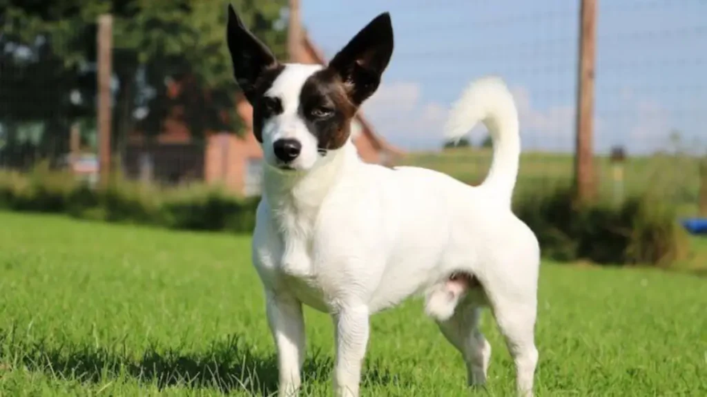 jack russell terrier chihuahua mix