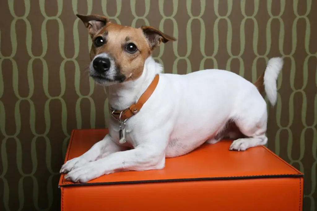 jack russell with chihuahua