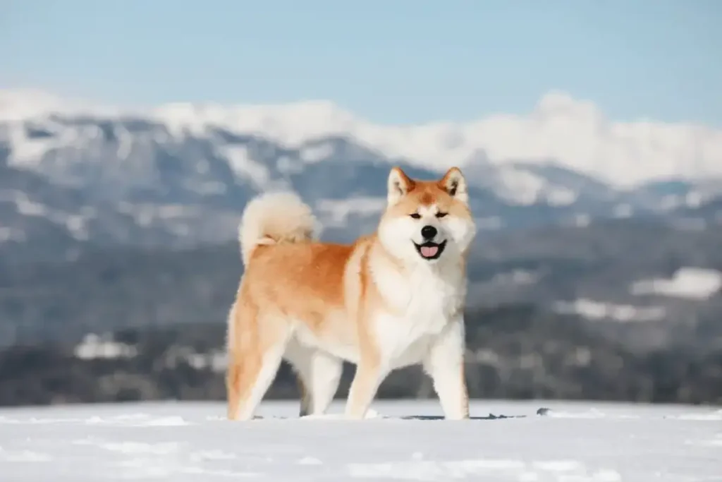 japanese akita husky cross