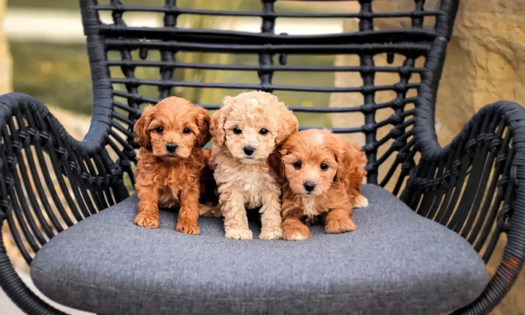 king charles cross poodle puppies,