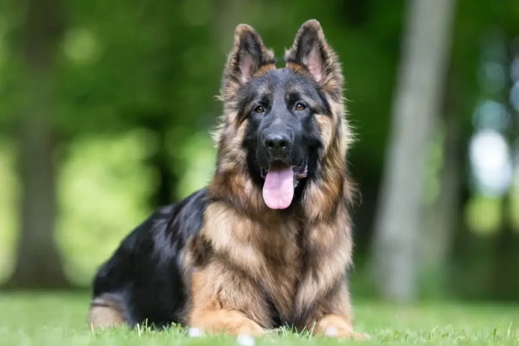 king german shepherd weight