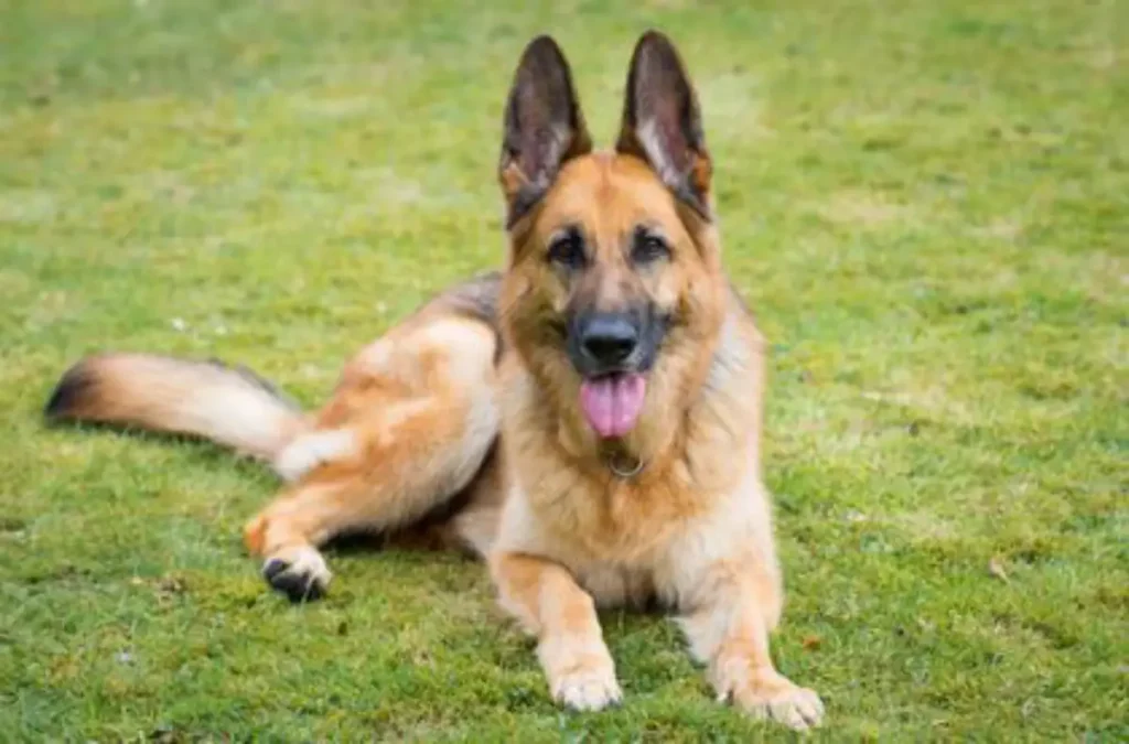 king shepherd temperament