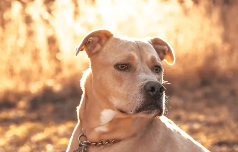 Labrabull Dog Breed, Beautiful Images, And Best Traits