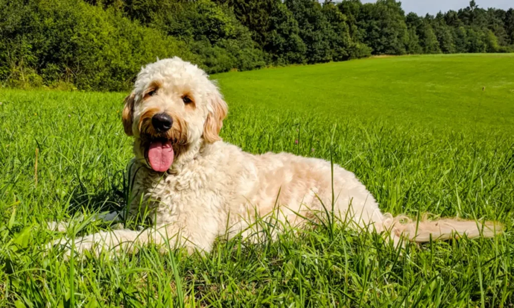 labradoodle small size