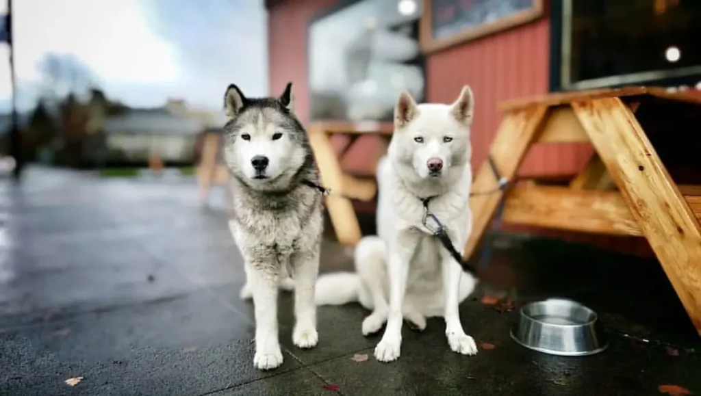 labrador crossed with husky