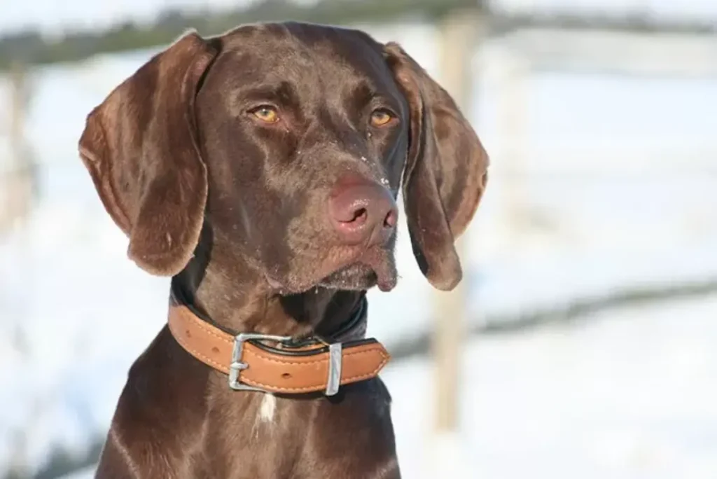 labrador retriever and weimaraner mix