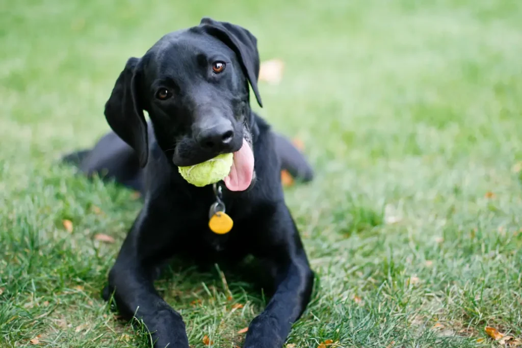 labrador weinheimer mix