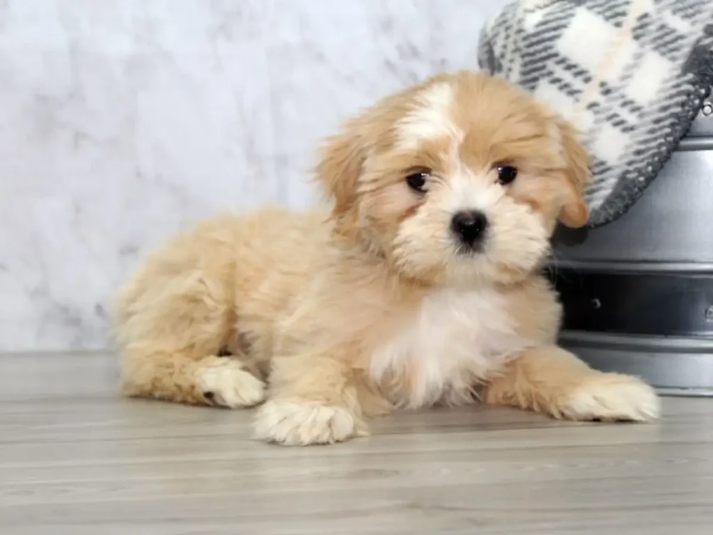 lhasa apso cross poodle