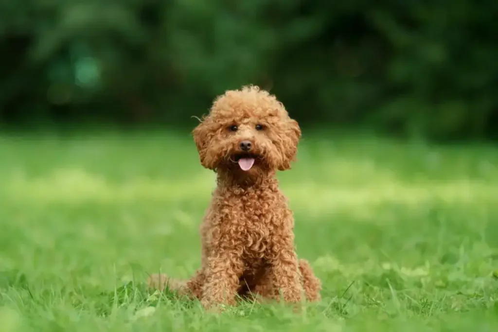 lhasa apso poodle dog