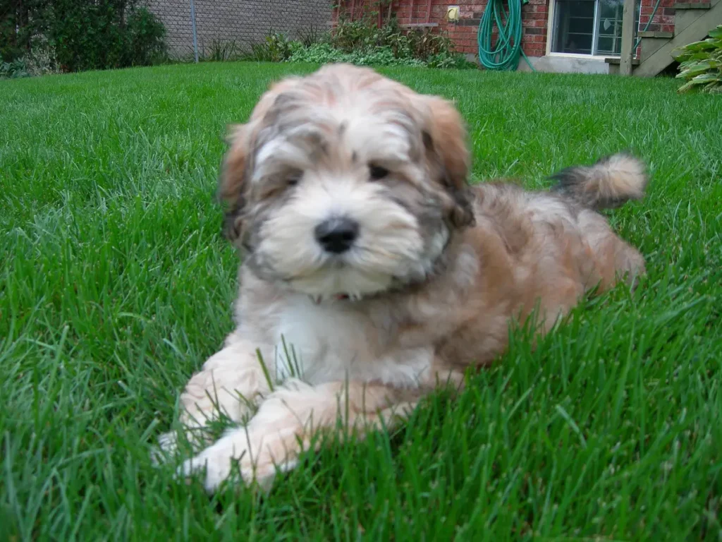 lhasa apso poodle mix black