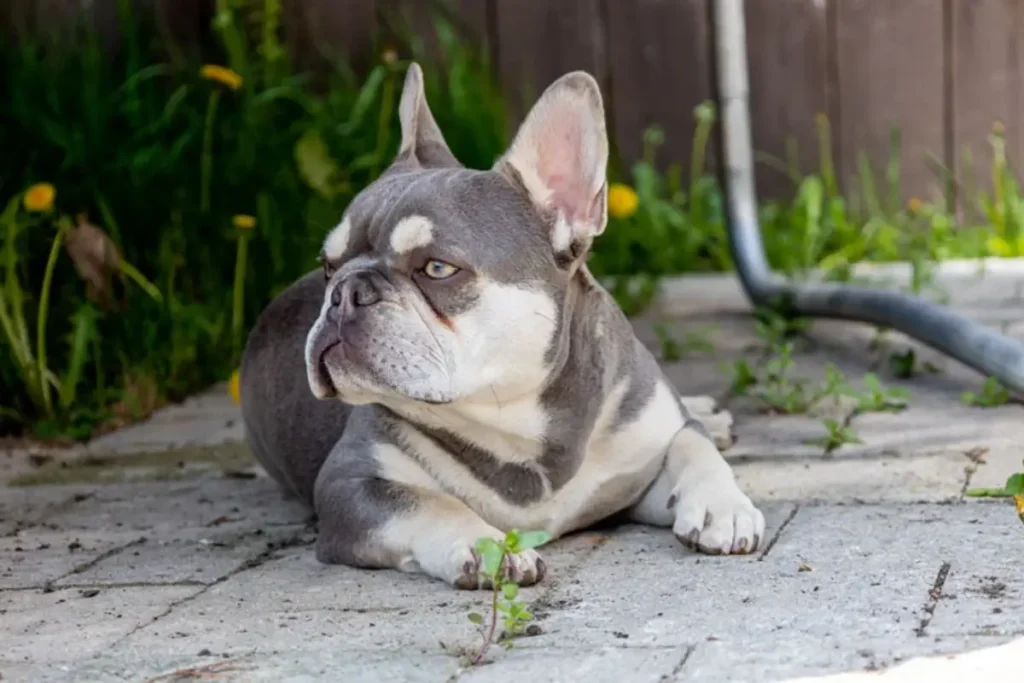 lilac and tan french bulldog