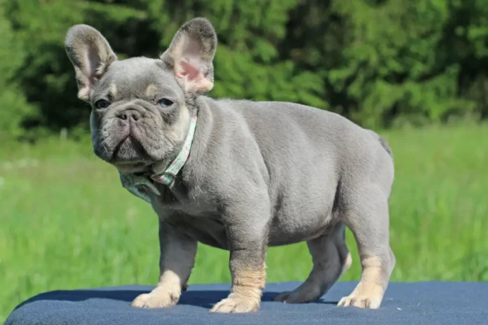 lilac french bulldog