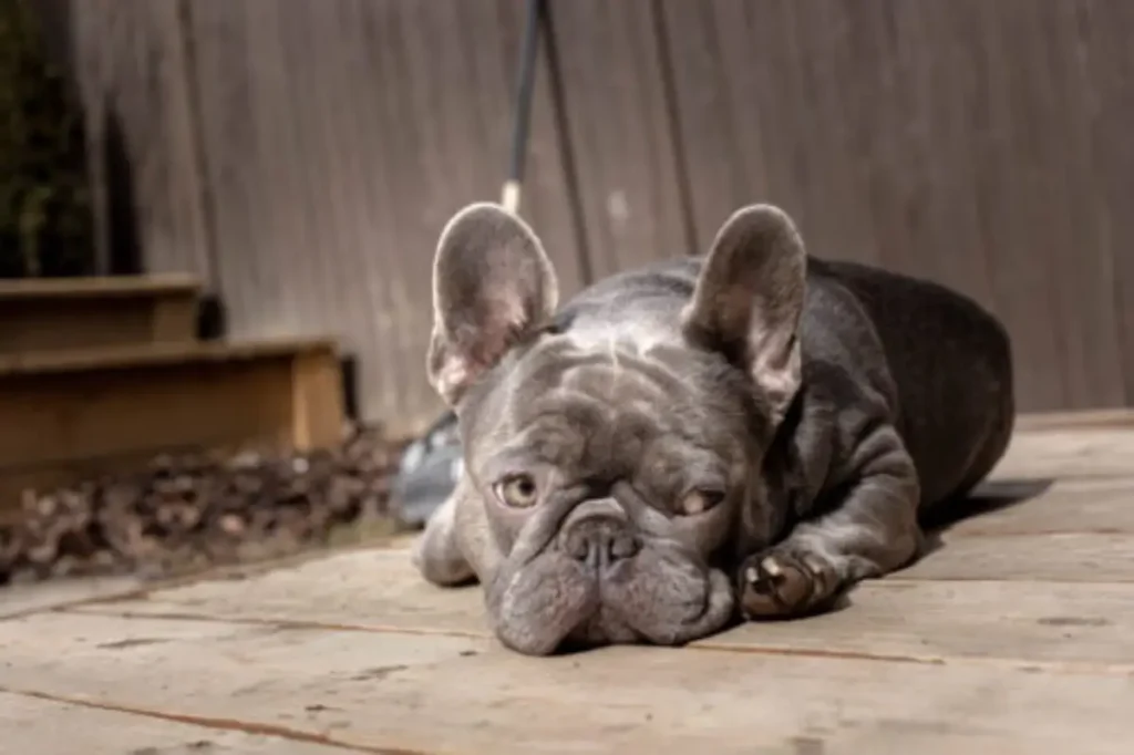 lilac long haired french bulldog