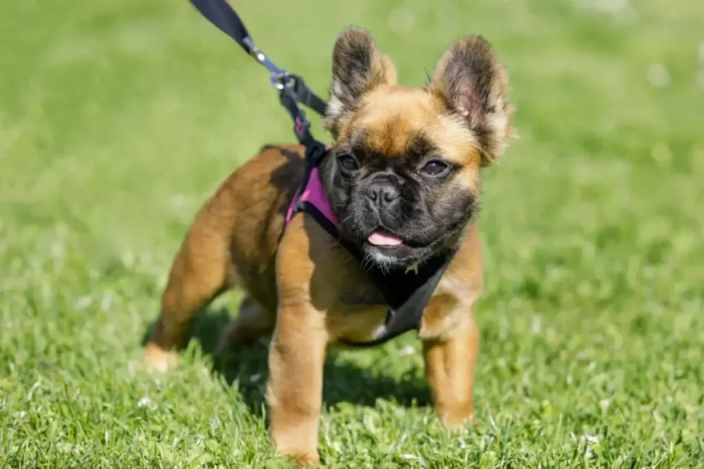 long hair french bulldog