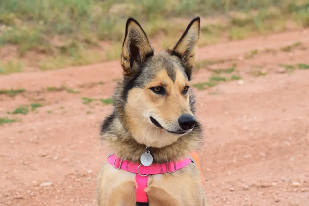 malamute shepherd mix