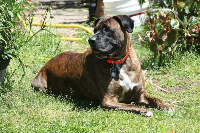 12 Most Common Mastiff Mix Personality, Images and Features