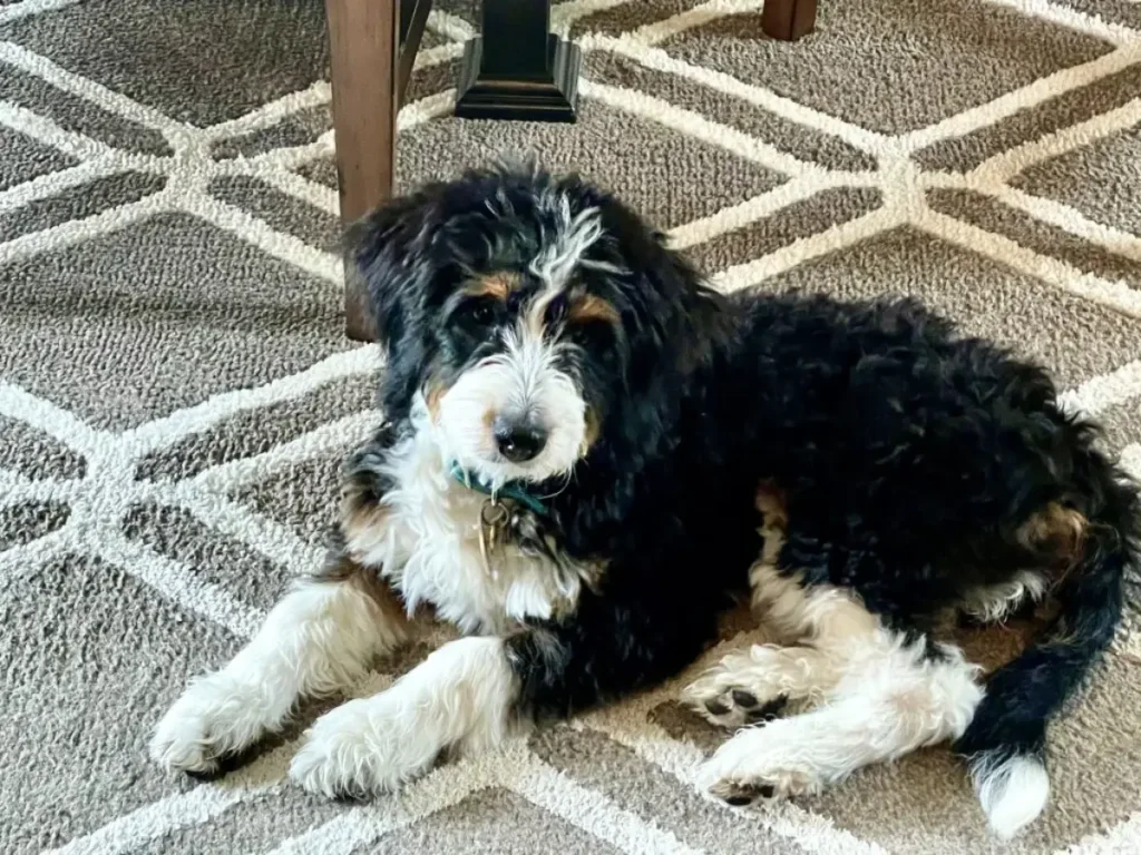 mini bernedoodle dogs