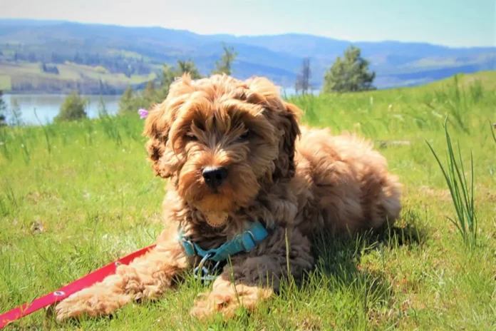 mini labradoodle