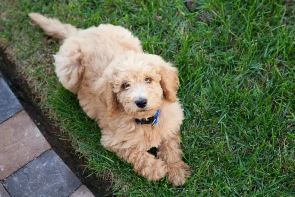 mini labradoodles full grown