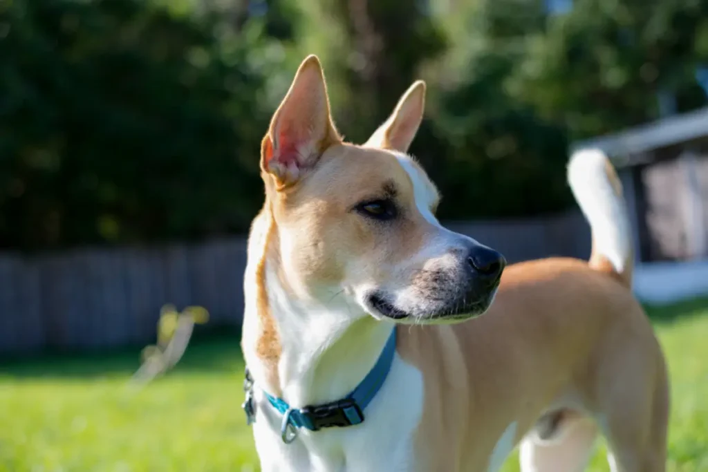 mixed pitbull and husky