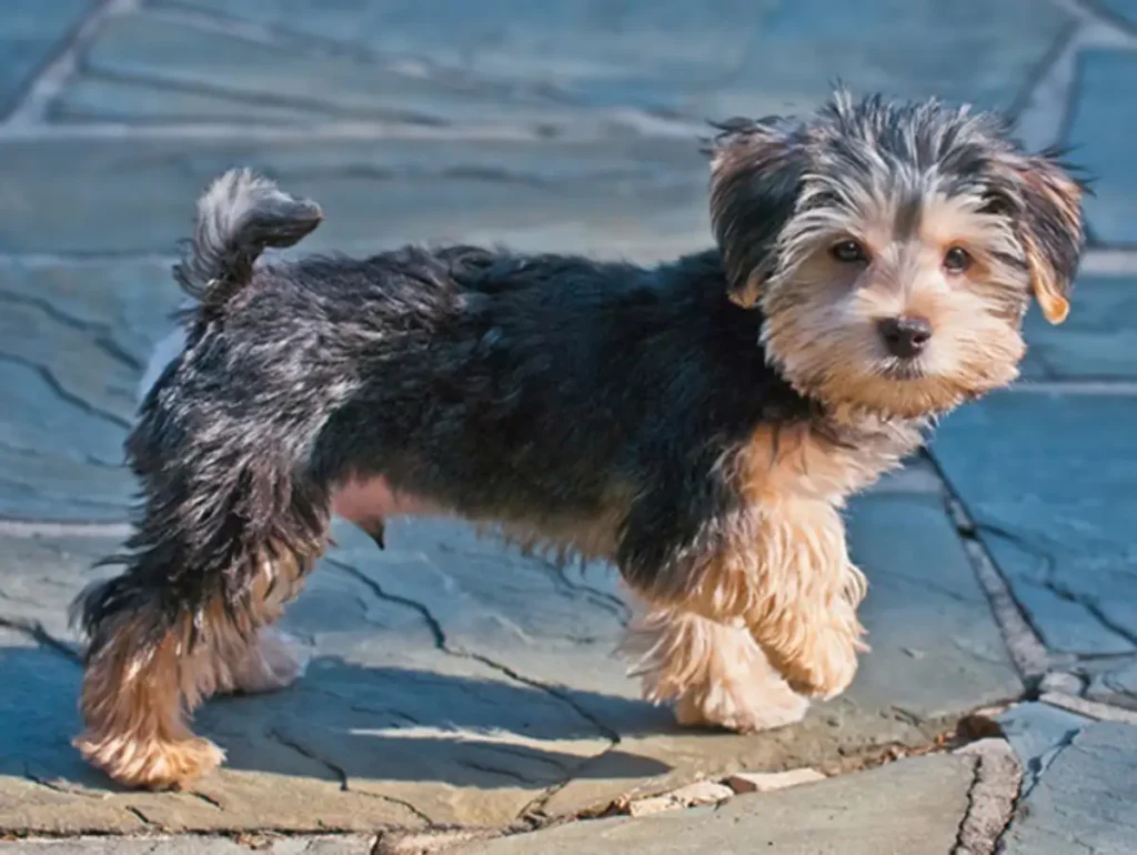 morkie-dog-breed