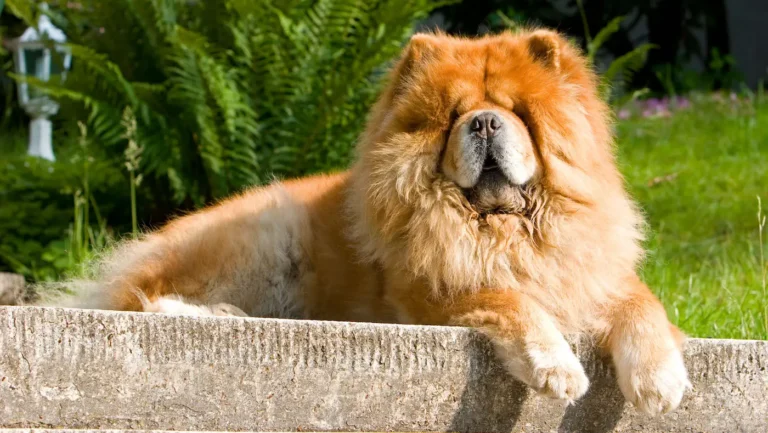 Most Expensive Dog Breeds On Earth