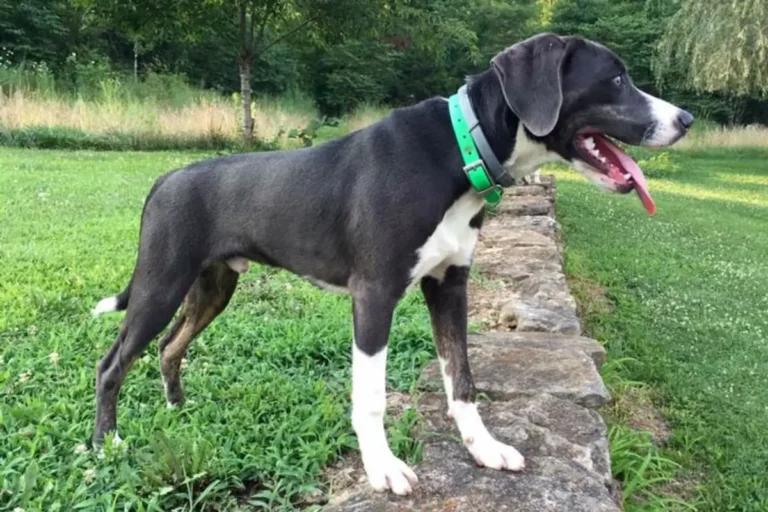 Mountain Cur Dog Breed The Best Working And Hunting Dog