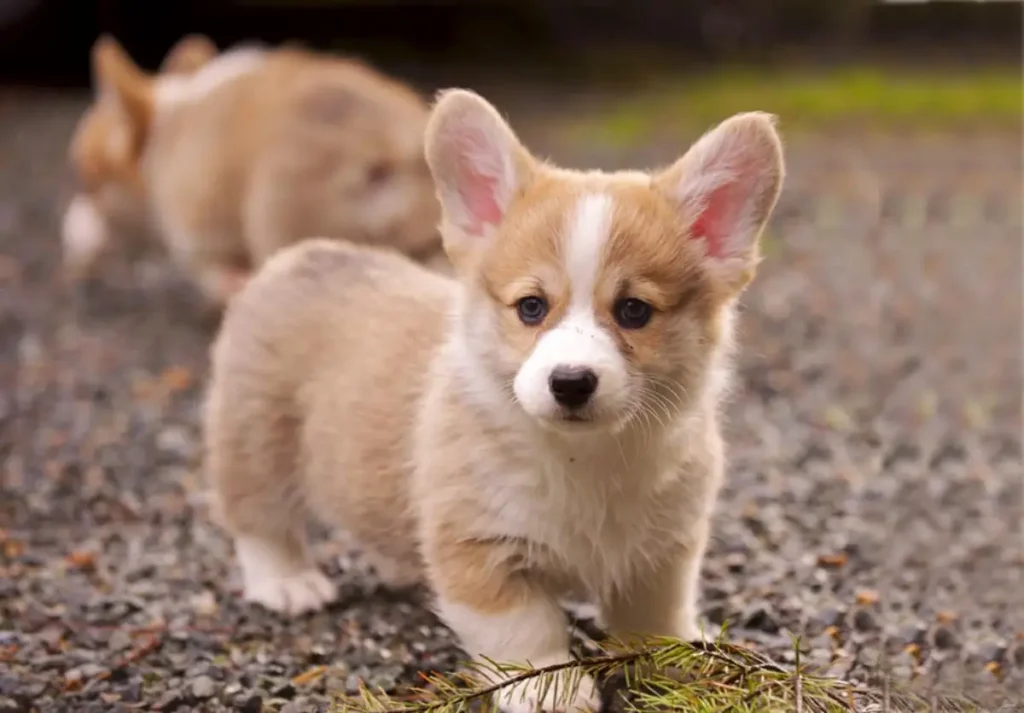 pictures of corgi puppies