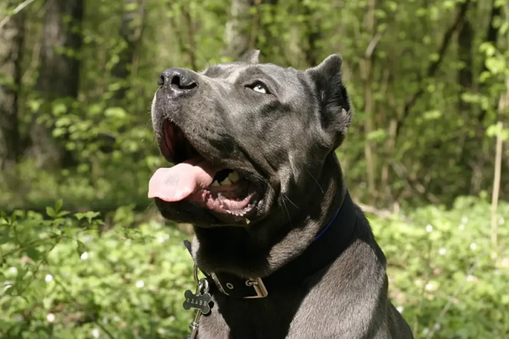 pitbull and cane corso mixed