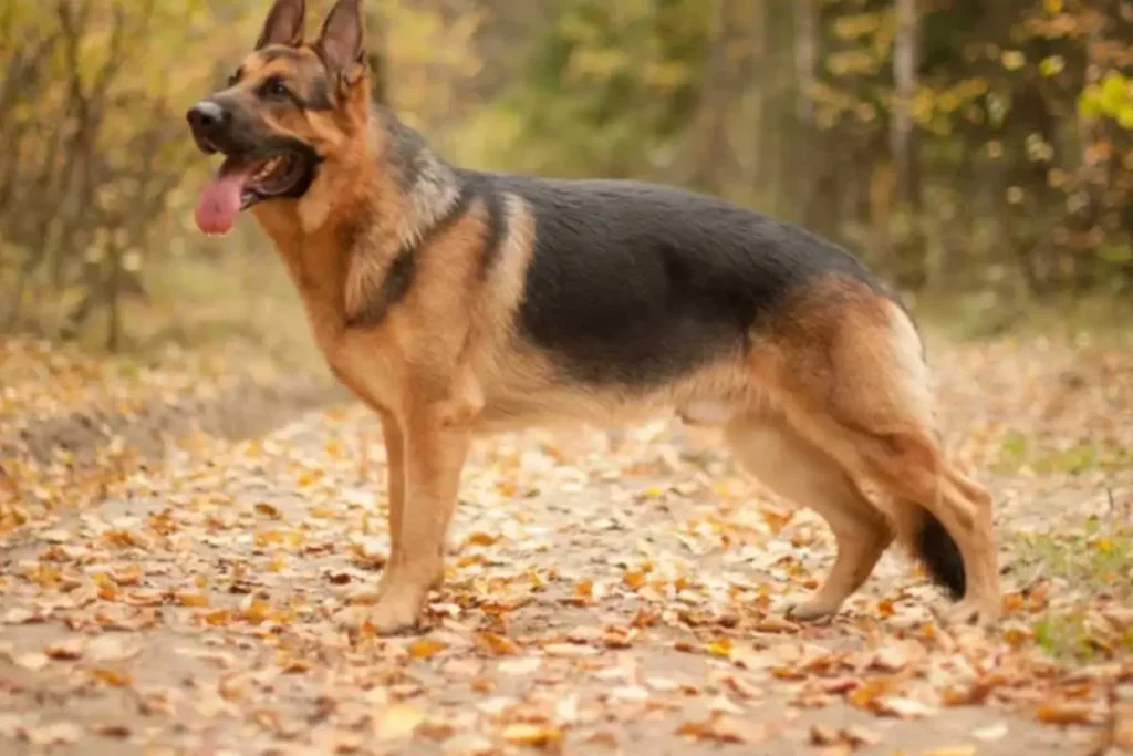 pitbull german shepherd mix