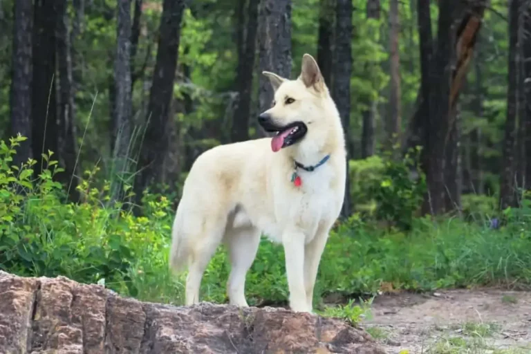 Pitsky Hybrid Dog Breed Information,Pictures And Facts