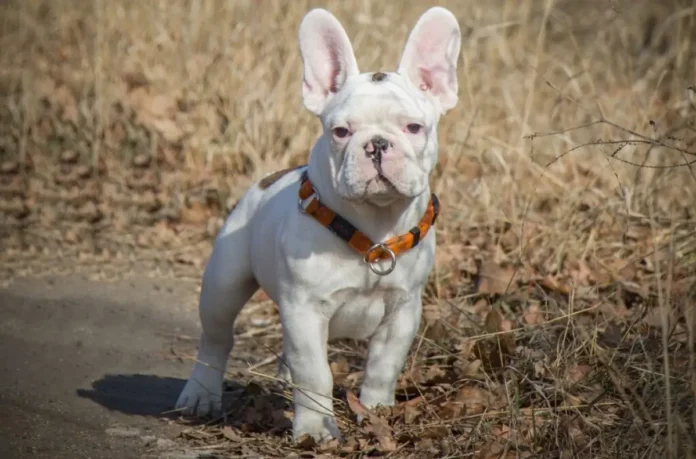 platinum french bulldog