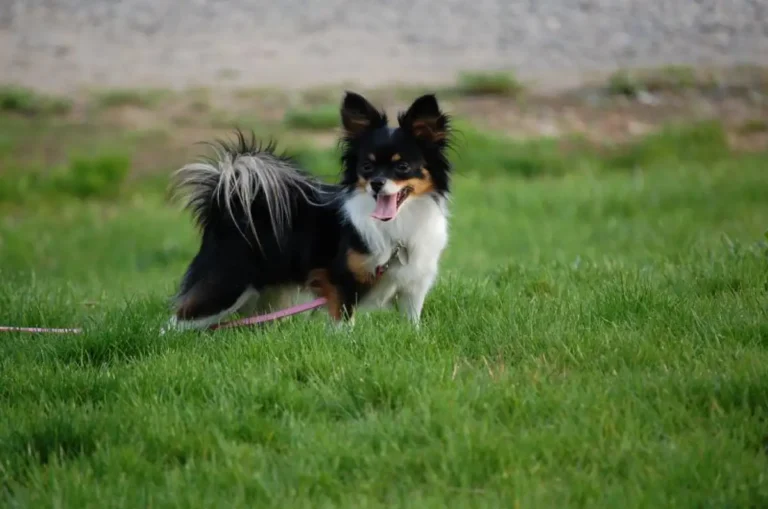 Pomchi Small Dog Information, Special Care, Features