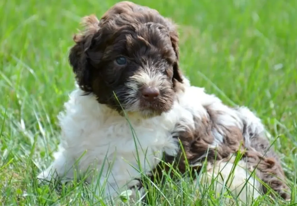 poodle saint bernard mix