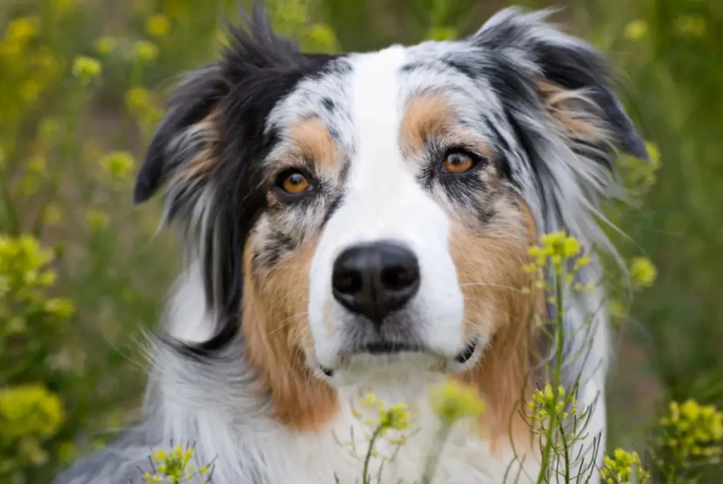 retriever great pyrenees mix