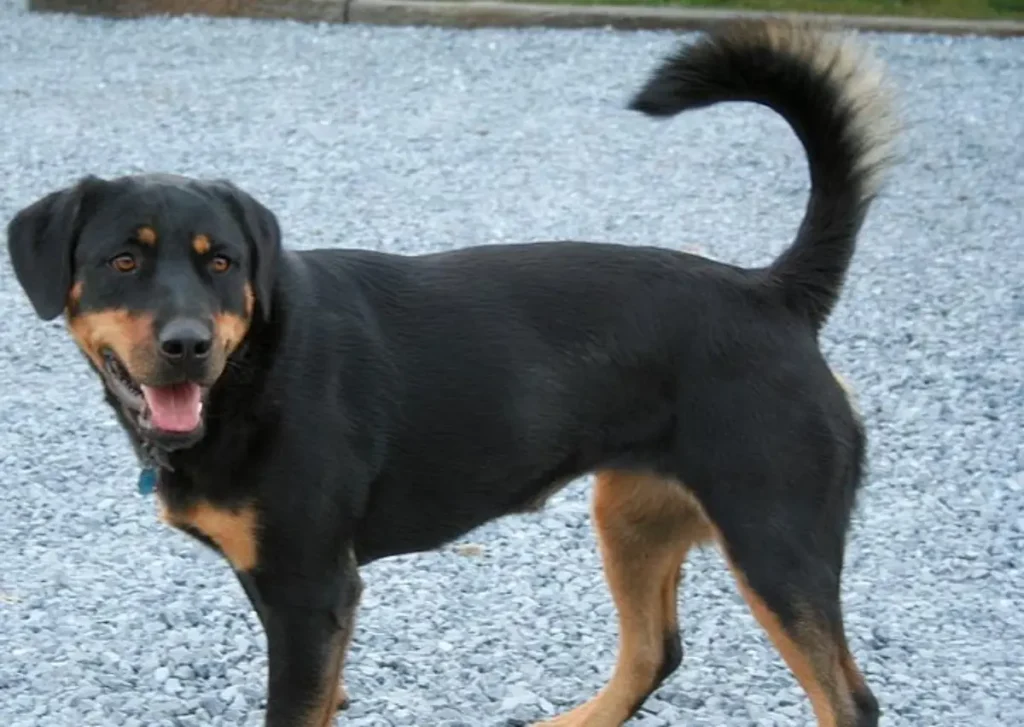 rottweiler mix with poodle