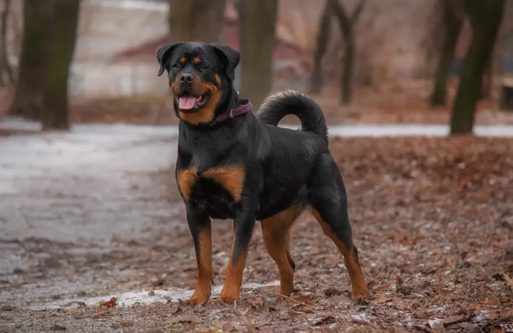 rottweiler poodle mix